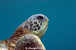 Turtle Risin. A Green turtle rises off the reef for a bre... by Douglas Klug 